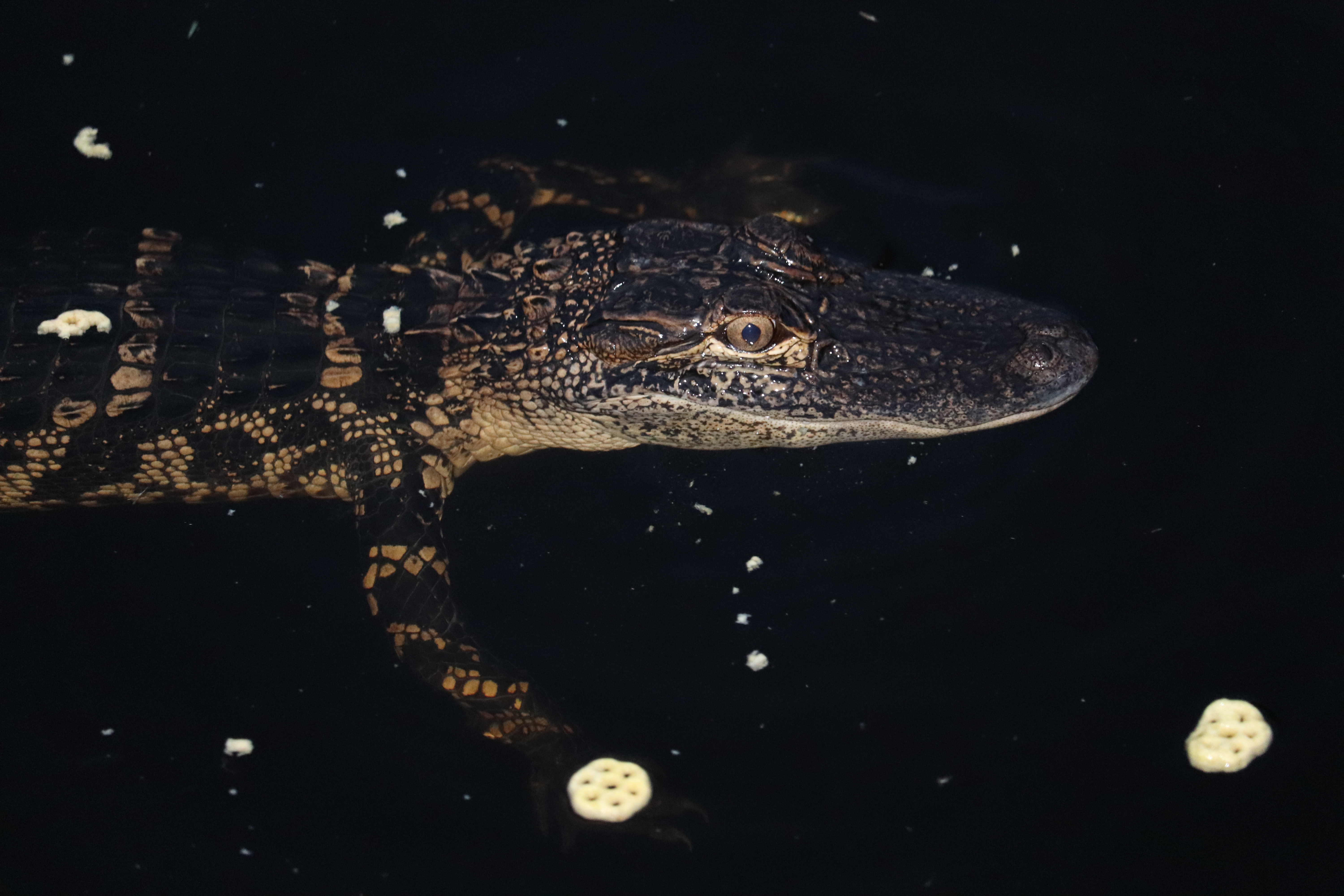 Redoing the site – Peeping Gator